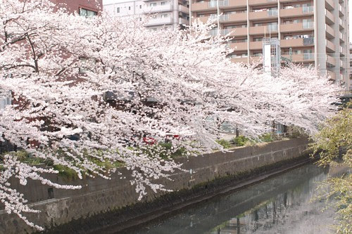 Cherry blossoms over the river