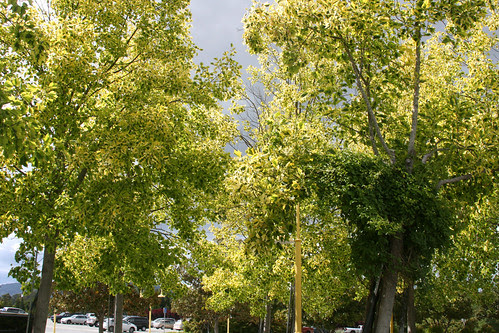 variegated liriodendron