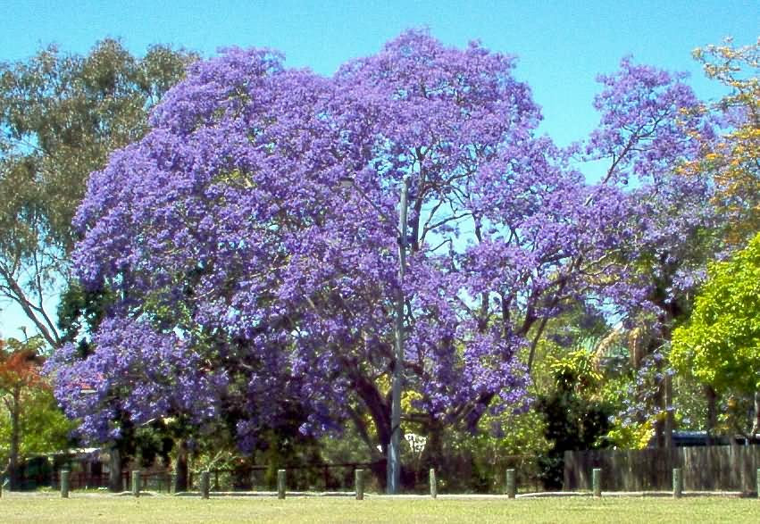 http://upload.wikimedia.org/wikipedia/commons/0/0f/Jacarandatree.jpg