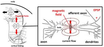Fig. 5. The source of recorded magnetic fields in MEG. Adapted from Hansen et al. (2010)
