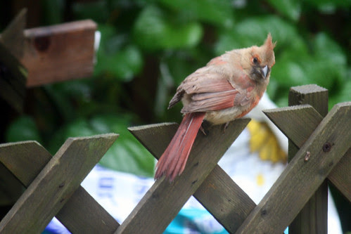 juvenile cardinal  071