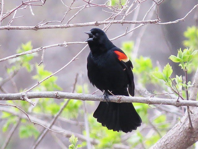 IMG_2860 Red-Winged Blackbird