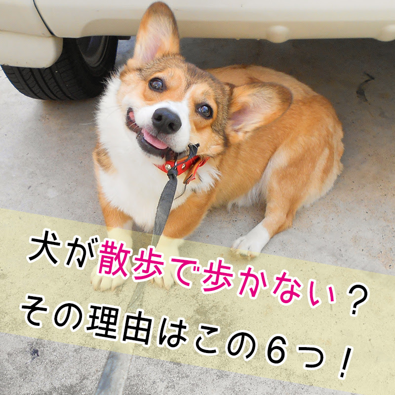 Hd限定 犬 赤チン 画像動物フリー