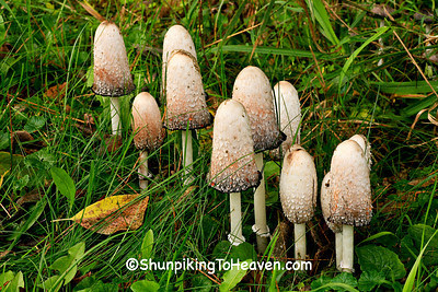 Shaggy Mane Mushrooms, Eau Claire County, Wisconsin
