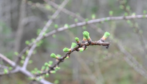 Tamarack, Scott & Shelp Lake State Natural Area, WI