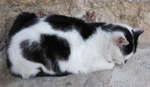cat 2010 251