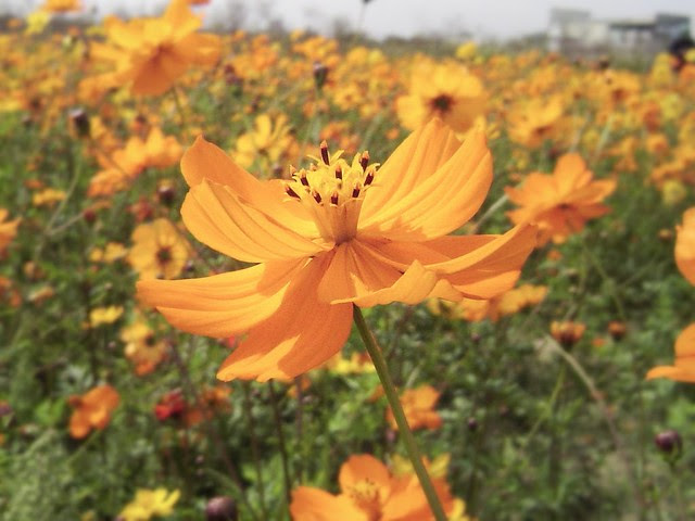 波斯菊/無限台南