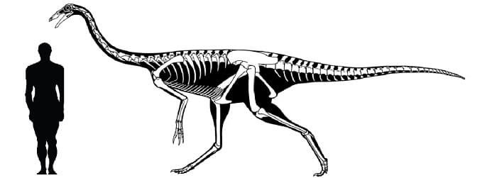 Resultado de imagen de gallimimus skeleton