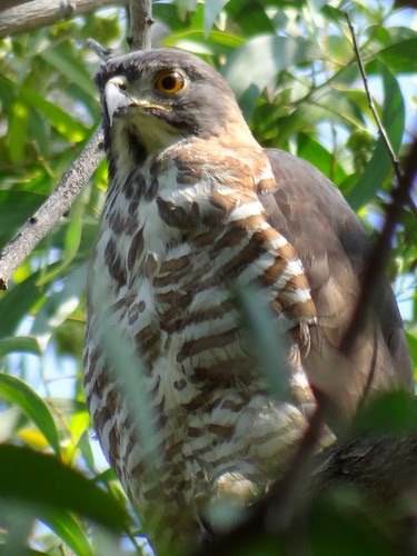 鳳頭蒼鷹/無限台南