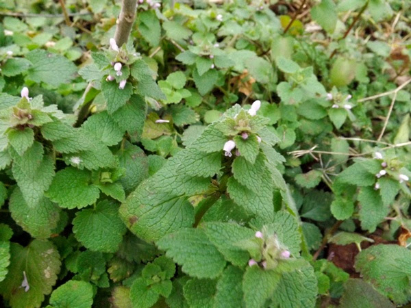 pretty weeds