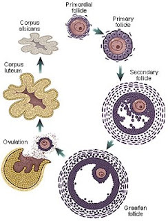 Biology 156: Chapter 16 & 17