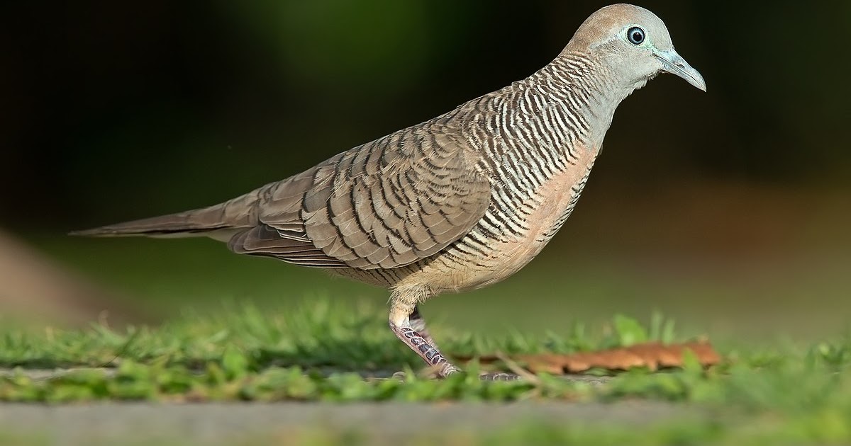 52 Paling Keren Burung Merbok