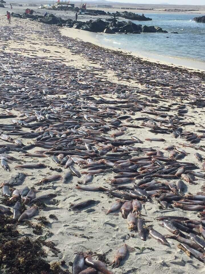 ÏοÏ
Ïιά θάναÏÎ¿Ï ÏοÏ
ηδίαÏ, Ïιλή atacama ÏοÏ
ÏιÎÏ ÏεθαίνοÏ
ν, νεκÏÏÏ ÏοÏ
Ïιά Χιλή feb 2019