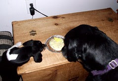 Lola_Pie_7411e_Rosie