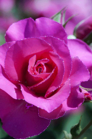 Красавица роза