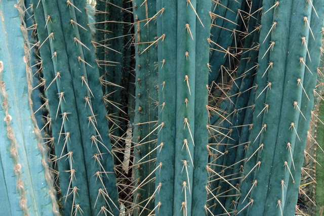 Vivero de Cactus La Union