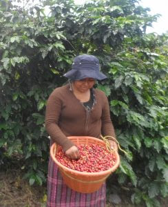 Coffee growers in Brazil are hoping for one of the best harvests in the country's history in 2016,