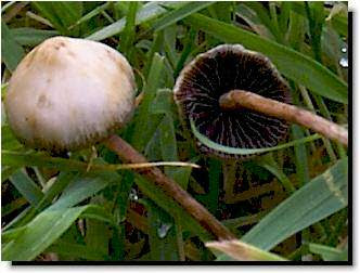 caps liberty psilocybe semilanceata mushrooms magic whales whiterabbit psilocybin mushroom look drugs trip cap land question shroomery england polston fungi
