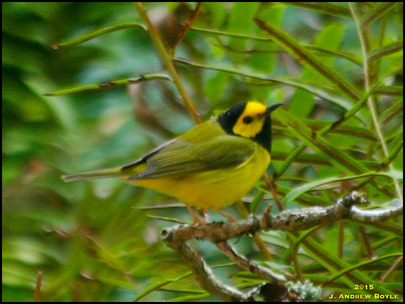 Hooded Warbler Hooded Warbler
