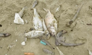 muertes de peces en Vietnam