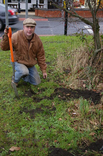 daffodil planting Dec 11 3