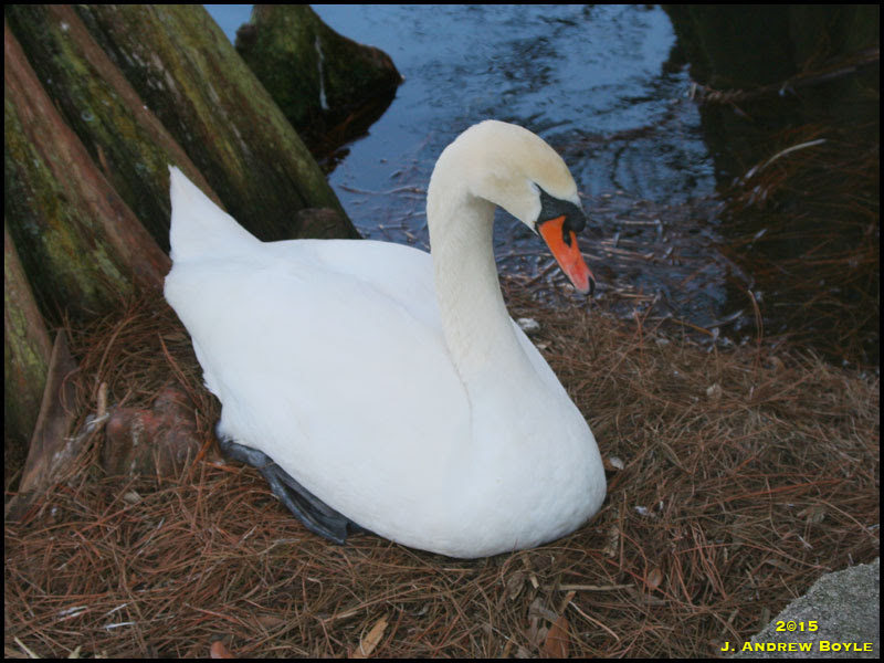 Mute Swan Mute Swan