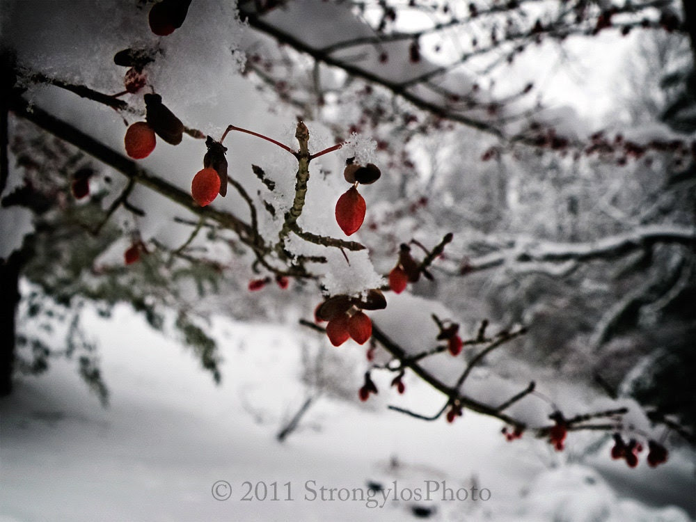 16 pack Peace on Earth greeting cards red berries snow holidays pack of 16 photo cards white snow - StrongylosPhoto 16 pack Peace on Earth greeting cards red berries snow holidays pack of 16 photo cards white snow - StrongylosPhoto