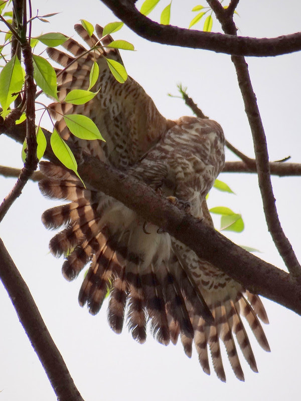 鳳頭蒼鷹/無限台南