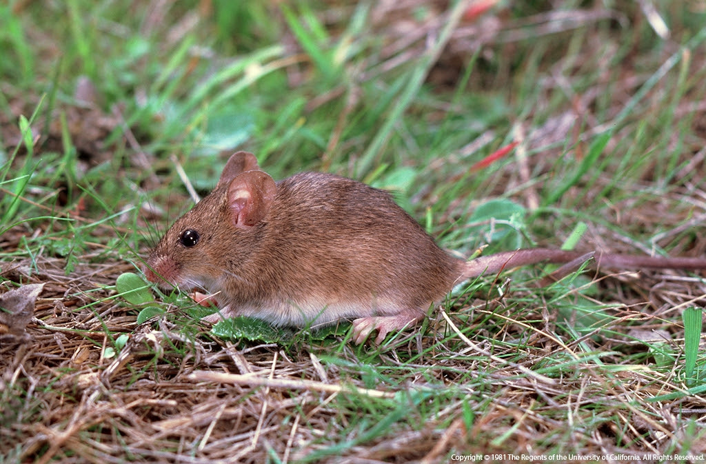 Rodent Control In And Around Backyard Chicken Coops Pests In The Urban Landscape Anr Blogs