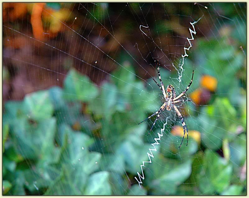 Boris the Spider