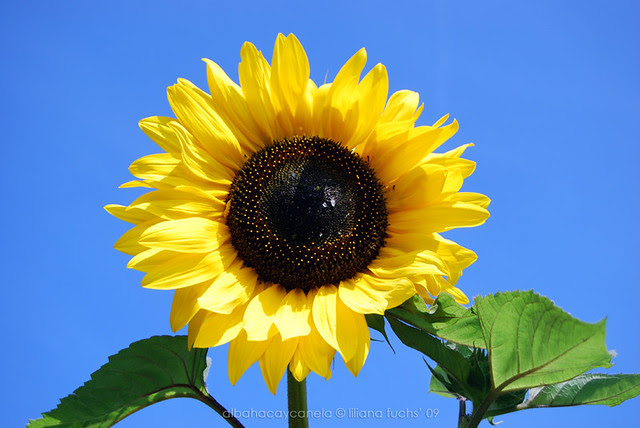 Swiss sunflower