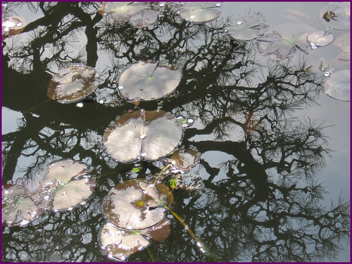 79 petals and reflections OK