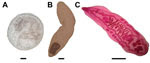 Thumbnail of Morphologic appearance of different stages of Opisthorchis viverrinia flukes. A) Encysted metacercariae. Scale bar indicates 30 μ. . B) Metacercariae released from cyst. Scale bar indicates 30 μ. C) Carmine-stained adult worm from experimentally infected hamster. Scale bar indicates 1 mm.