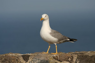 Gabbiano reale mediterraneo adulto. Le zampe giallo brillante ci permettono di distinguerlo facilmente dai più rari Gabbiano reale nordico e Gabbiano del Caspio