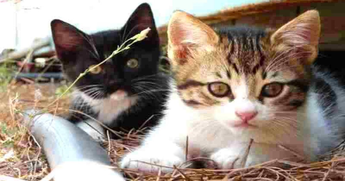 Nama Kucing Nabi Sulaiman Adalah 81021 Nama Untuk Kucing Comel Lucu Dan Unik