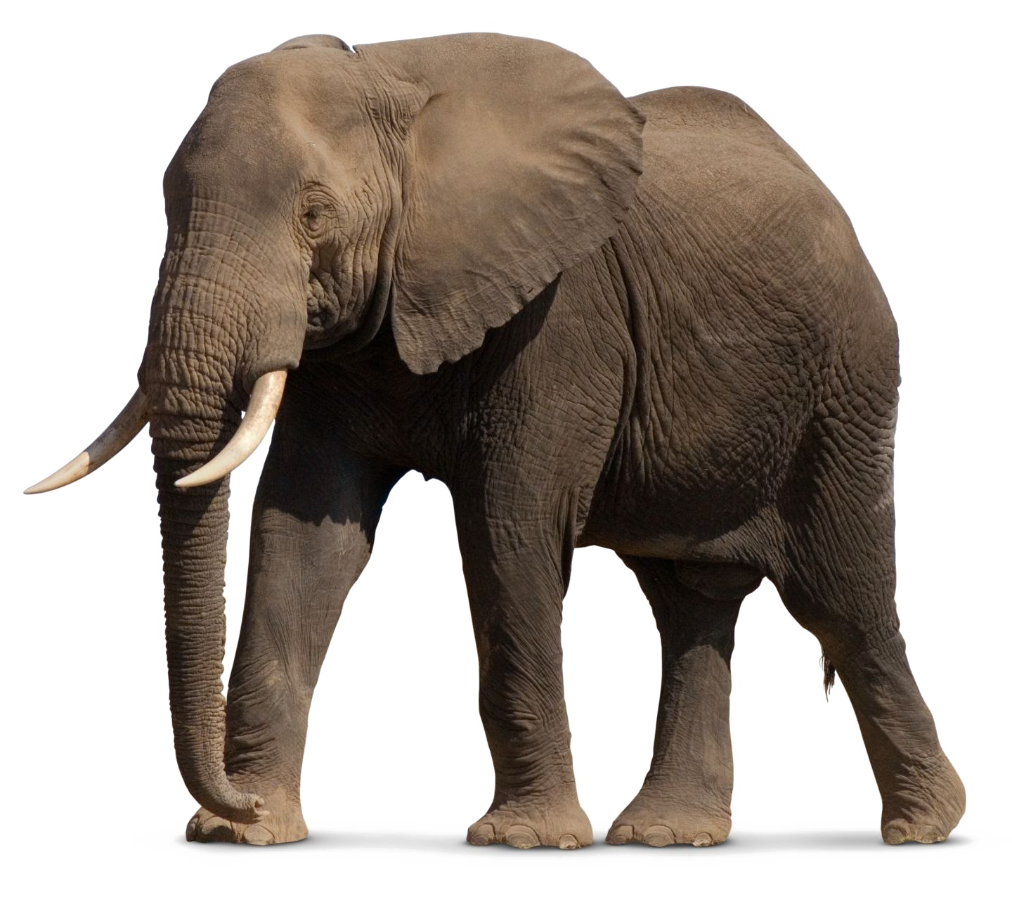 Download Png Elephant | PNG & GIF BASE