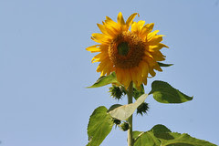 sunflower 072