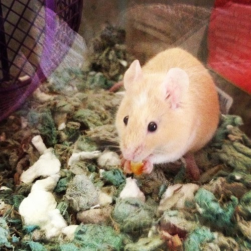 Day136 My mice are so cute while eating their corn 5.16.13 #jessie365