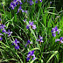 画像 5月 花 紫 122115-5月 紫 花 雑草