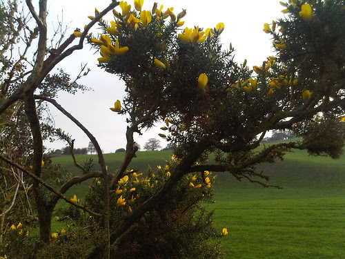 gorse flowering Oct 11