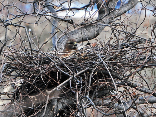 Martha in Her Nest