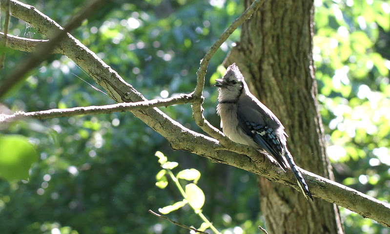 baby bluejay