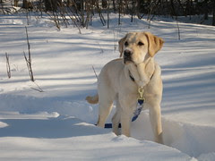 Darby