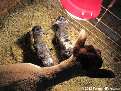 Estelle with her newborn twin boys, first lambs of the year - FarmgirlFare.com