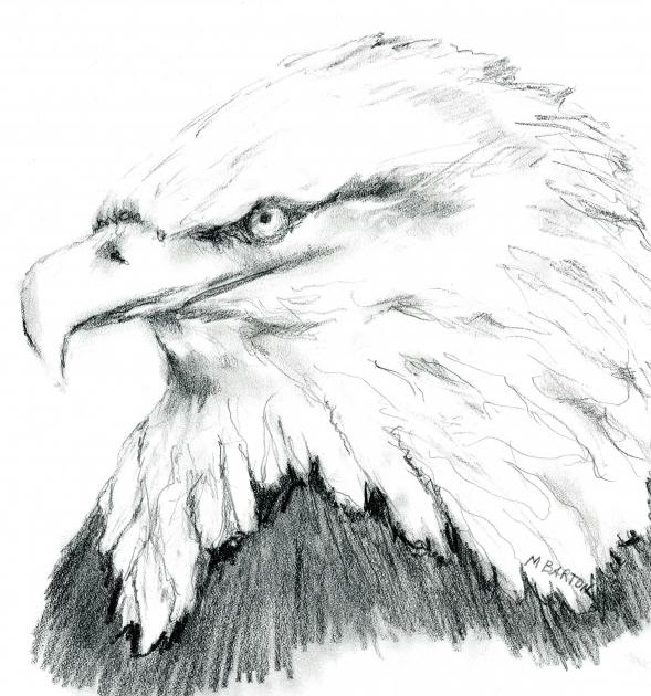 black and white eagle pictures
