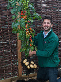 Exclusiva mundial TomTato ™ - patatas de cosecha y los tomates de la misma planta! Sólo a partir de Thompson & Morgan