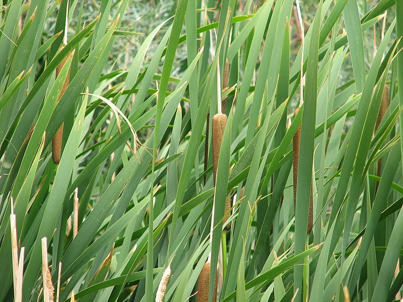 File:Reeds at the Swan Lake Nature Study  Area.jpg