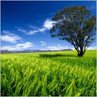 blue sky grass trees hd picture