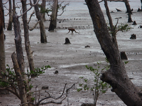 Proboscis monkey and mangroves