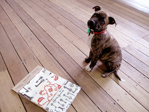Bella helping me take photo's of mix packs.